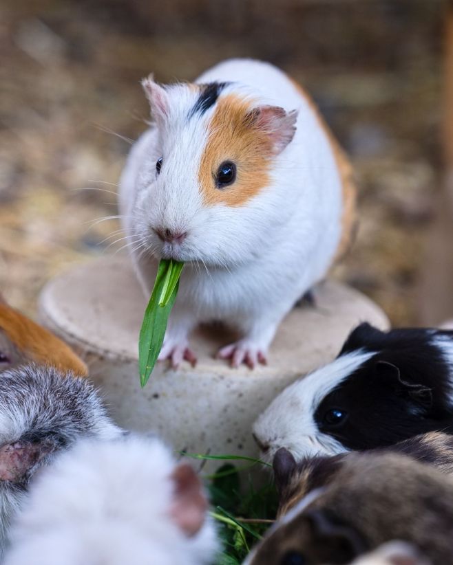 🐹 Mazlící ohrádka stále otevřená! 🌿 Naše morčátka si užívají podzim pod Hazmburkem a čekají na návštěvu 🧡 Přijďte se...
